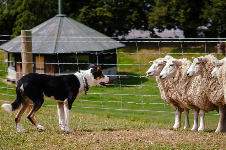 Experience the charm of a working sheep farm in Canterbury where sheepdogs skillfully guide flocks in a stunning rural setting offering a true taste of New Zealand's pastoral life.